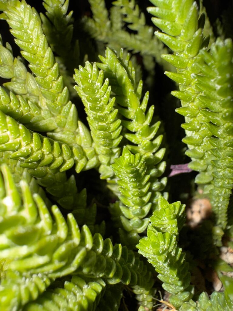 mealybugs or something else on my watch chain crassula?