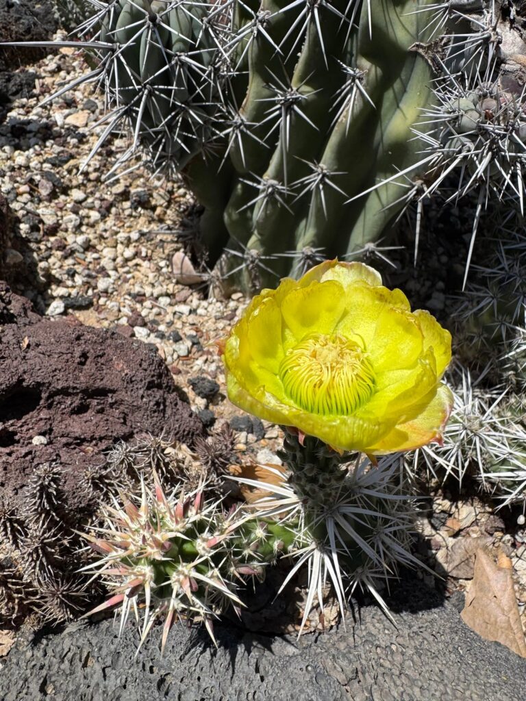 First flower ever for this species