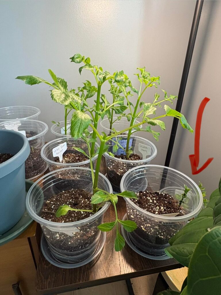 Ferncliff Gem Not Growing