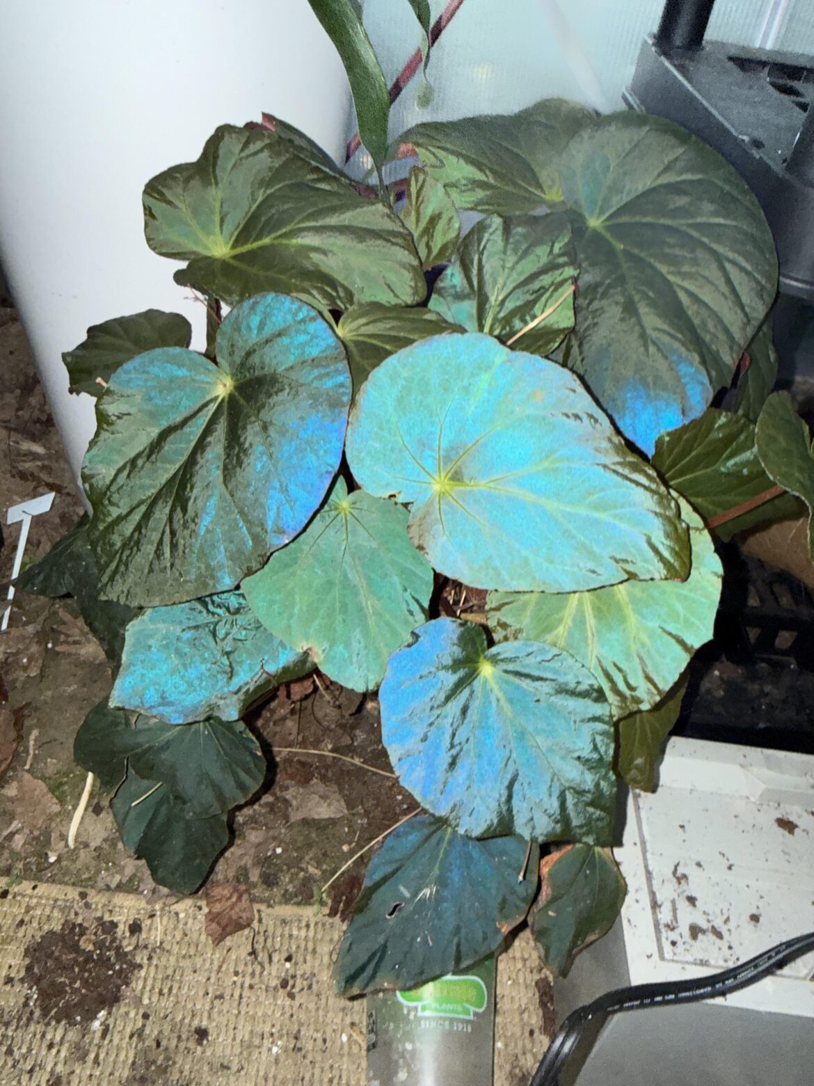 B. Pavonina
