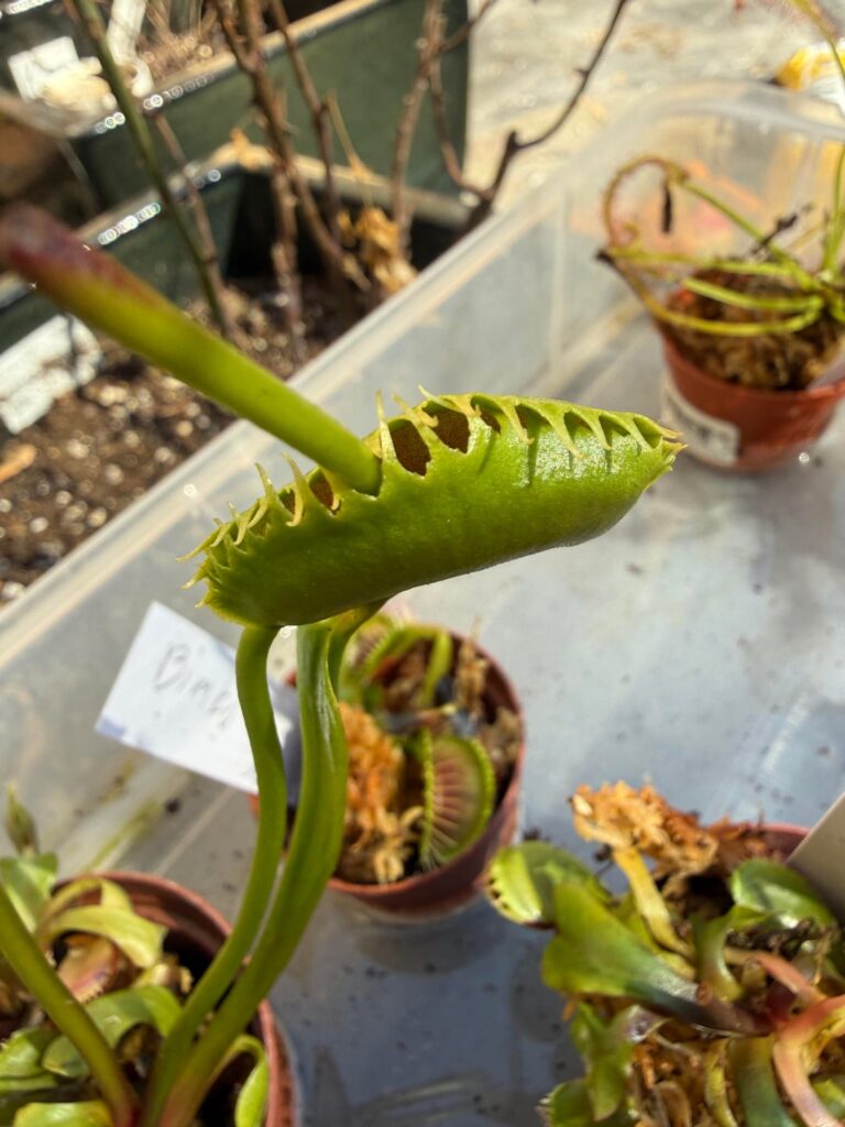 VFTs Cannibalizing Themselves