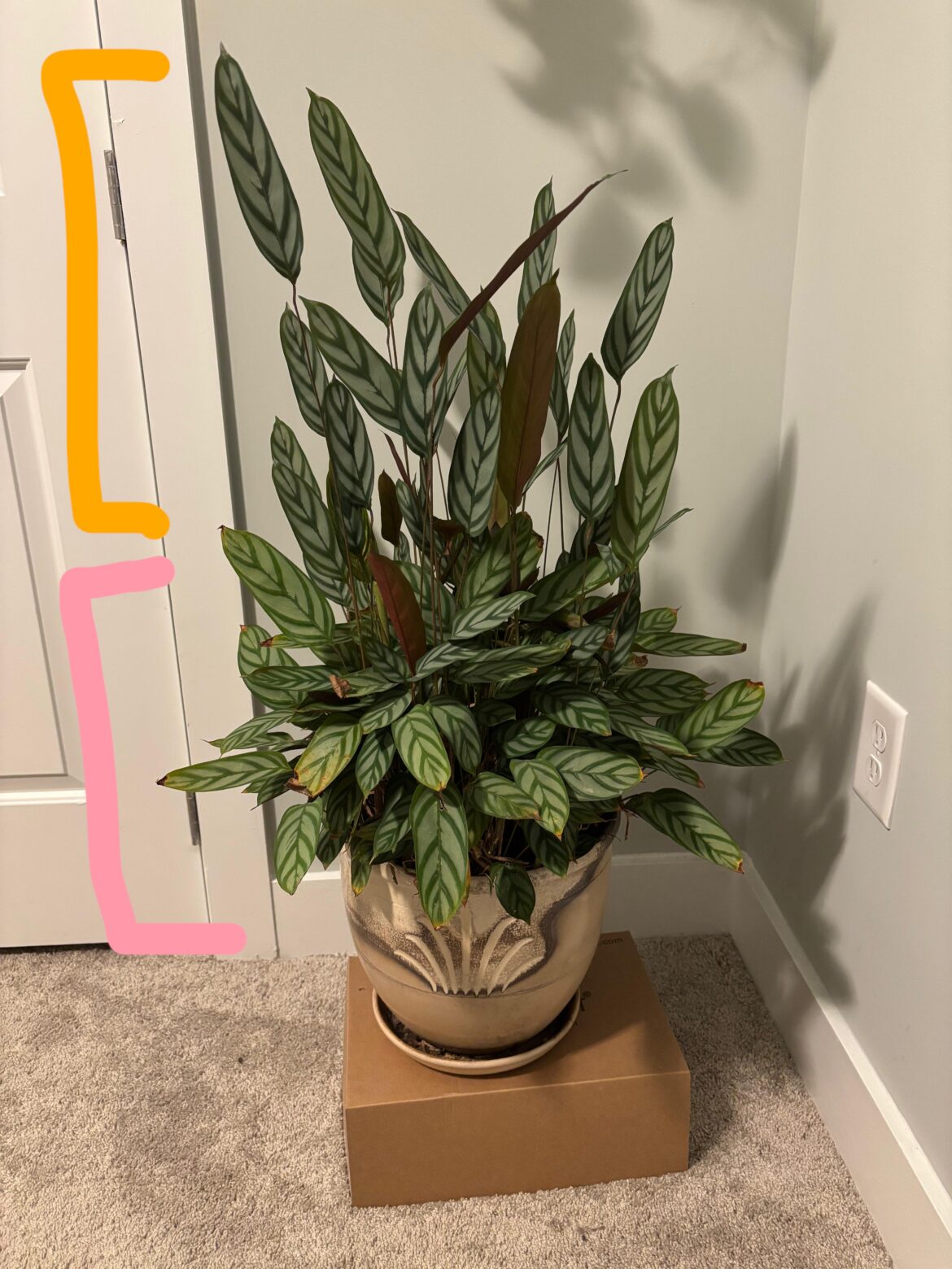 Is this calathea getting leggy or is this fine? Is this calathea getting leggy or is this fine?