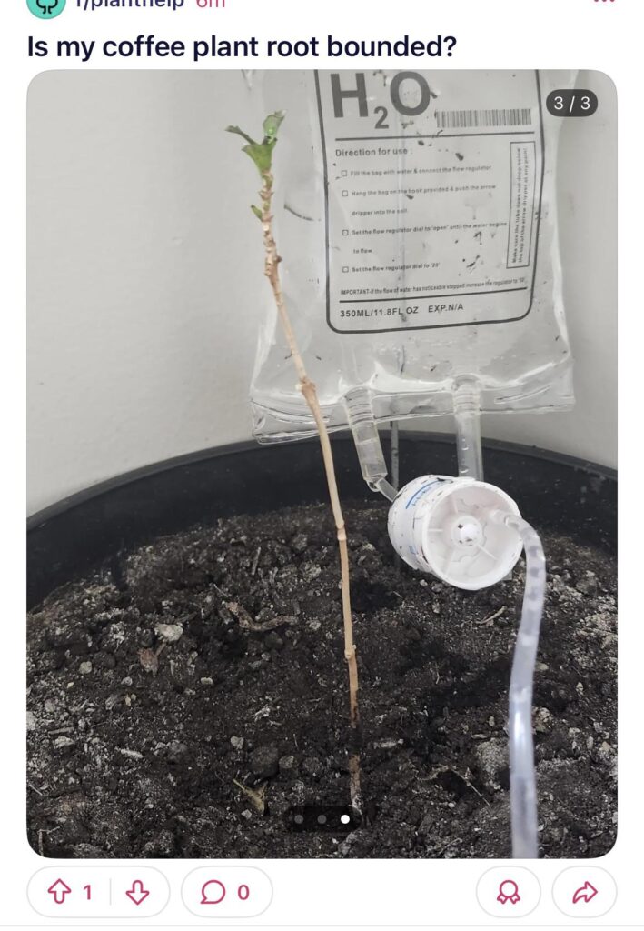 Is my stick root bound?
