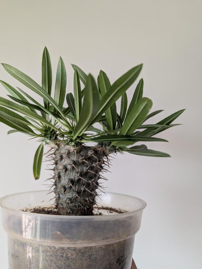 My Pachypodium Lamerei after pruning My Pachypodium Lamerei after pruning