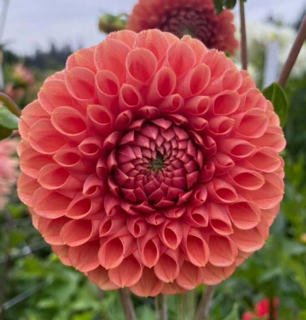 The perfection of Dahlia