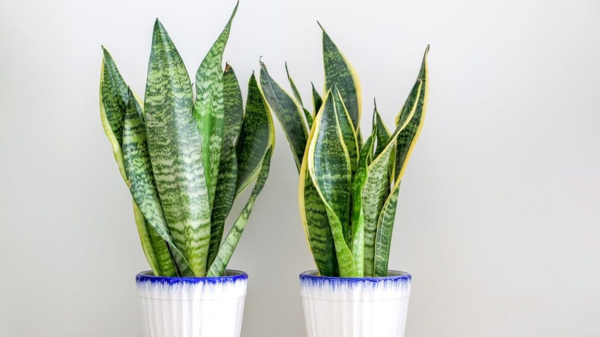 What to do With a Snake Plant in May Snake plant