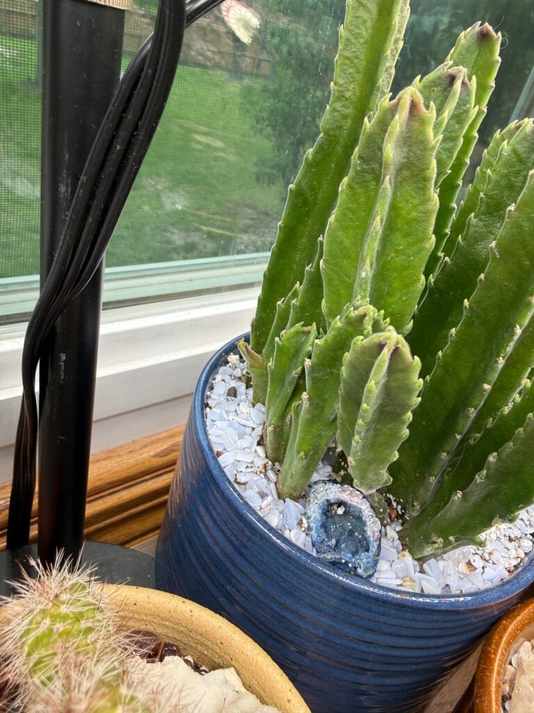 Stapelia Gigantea - flower bud or new arm?