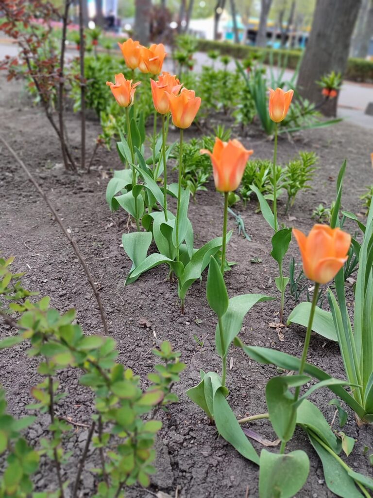 Several evening flowers in the park🌷🫶