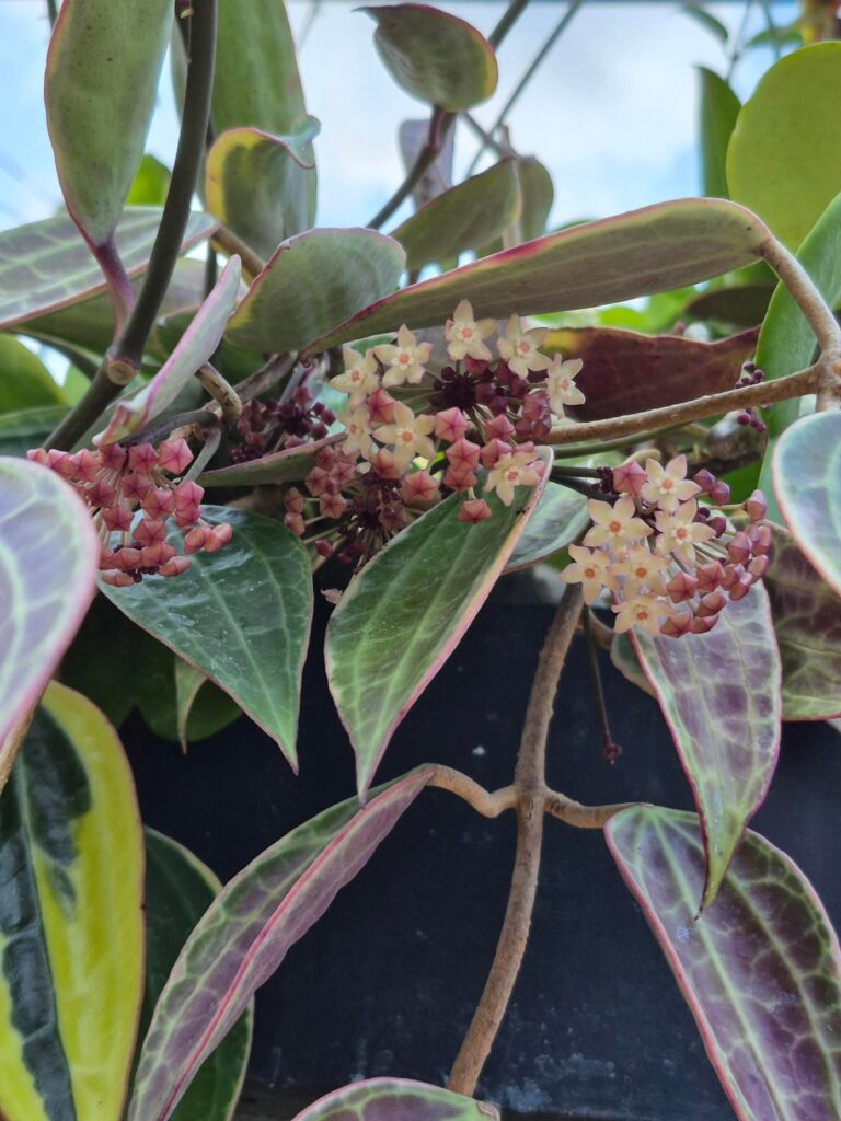 I'm happy to finally have blooms!