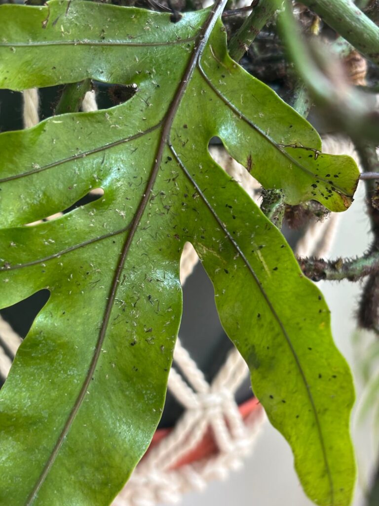 Fern infestation? Fern infestation?