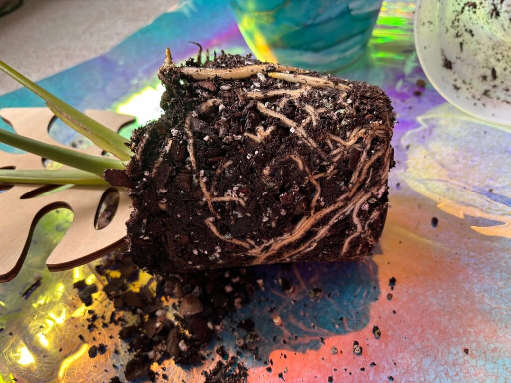 Time to repot my Thai con?