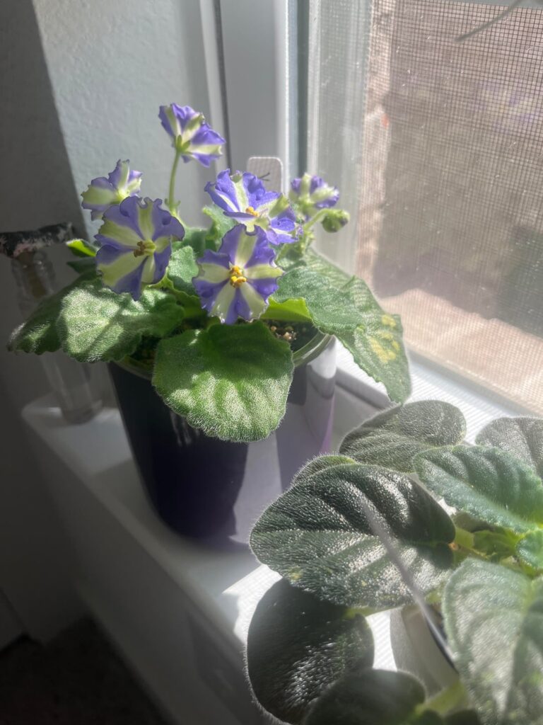 More blooms and setup on second pic