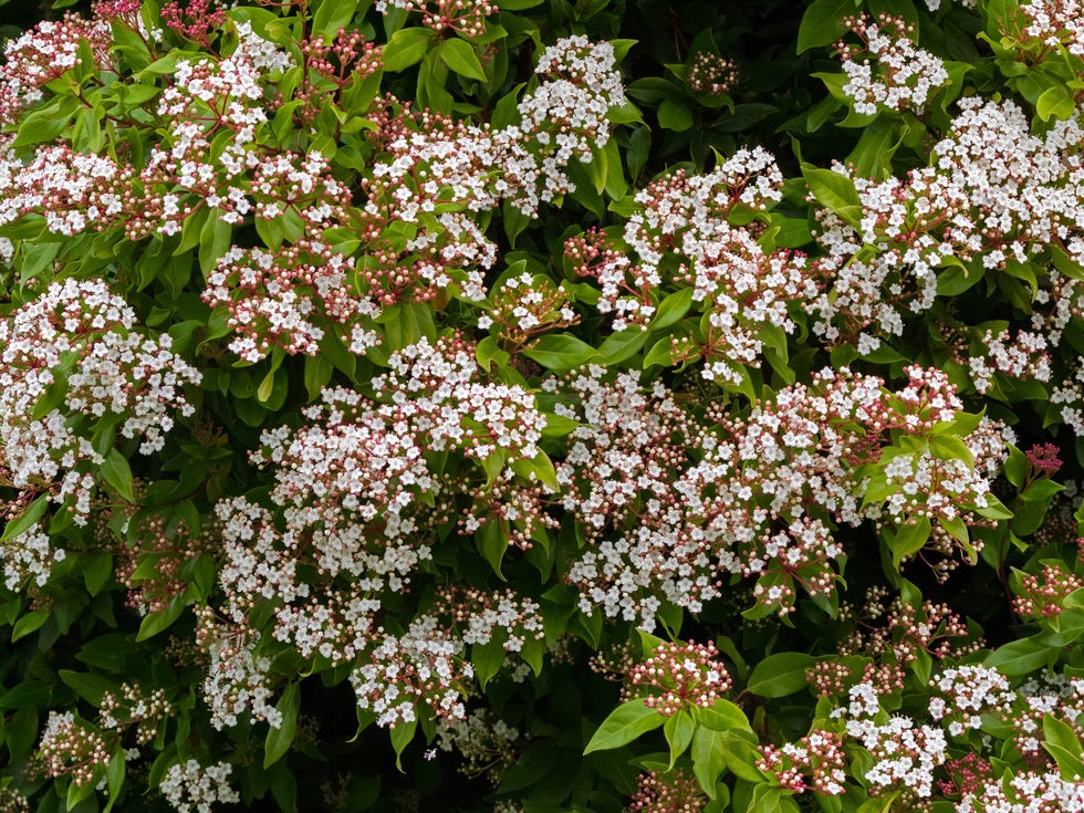 small white flowers with pink buds of viburnum tinus blossoming intasmania, australia