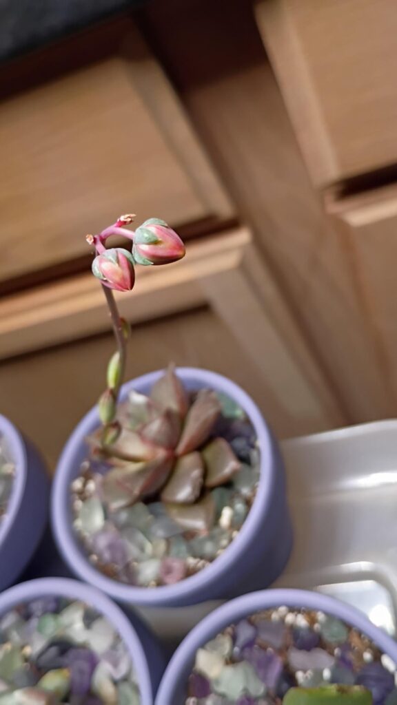 Will they bloom?