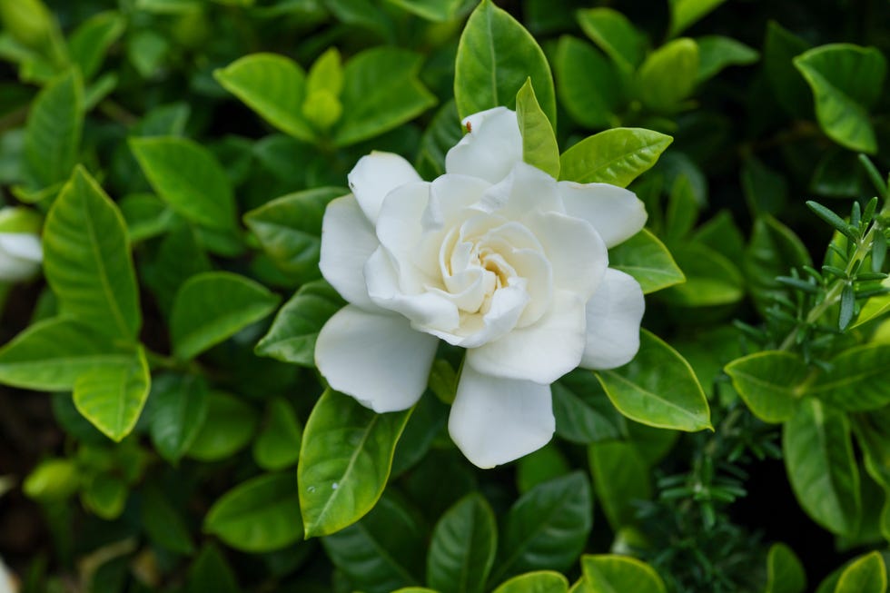 white flower surrounded by green leaves