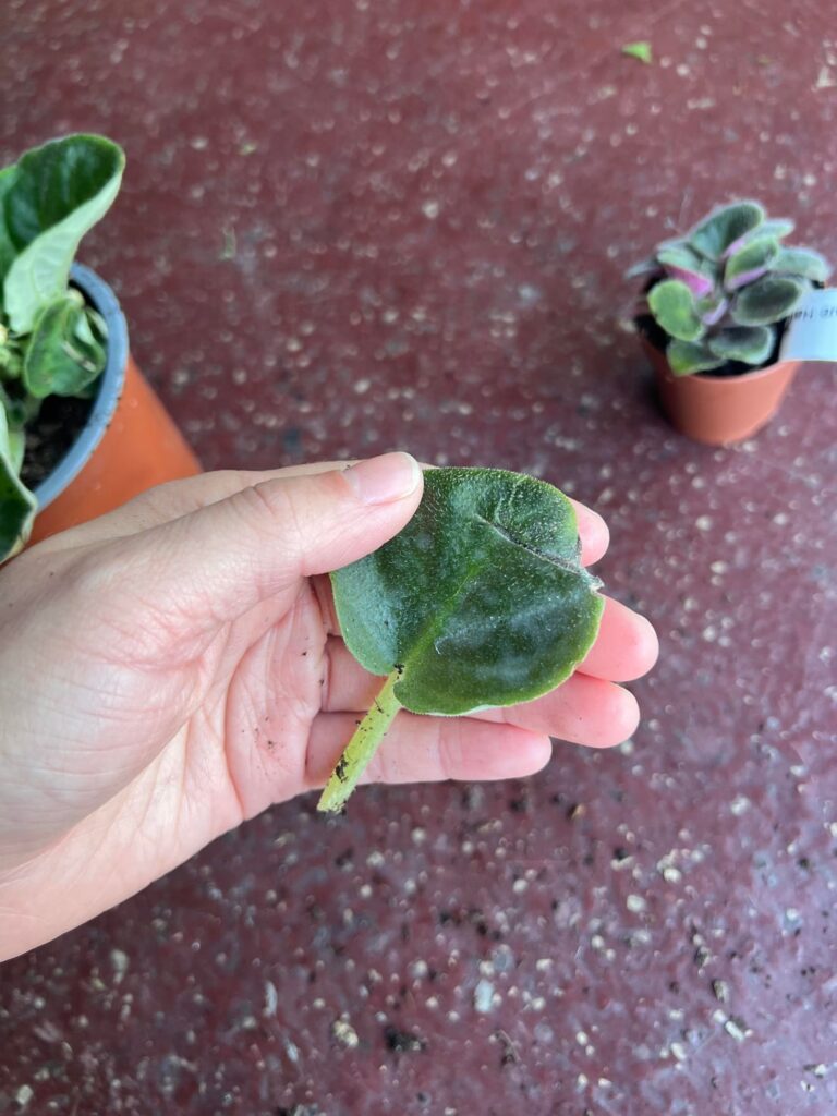 r/AfricanViolets African Violet + Powdery Mildew HELP!!!!!
