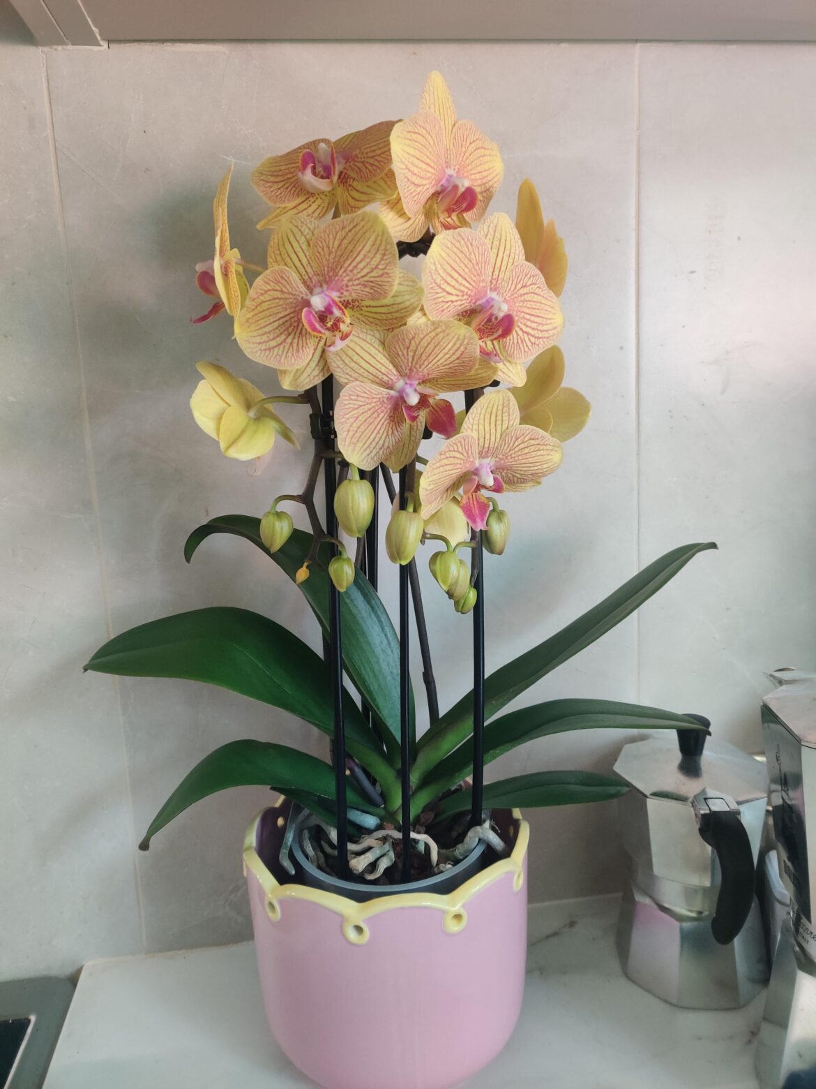 Showing off this gift I got over there weekend, not sure what type of phal it is