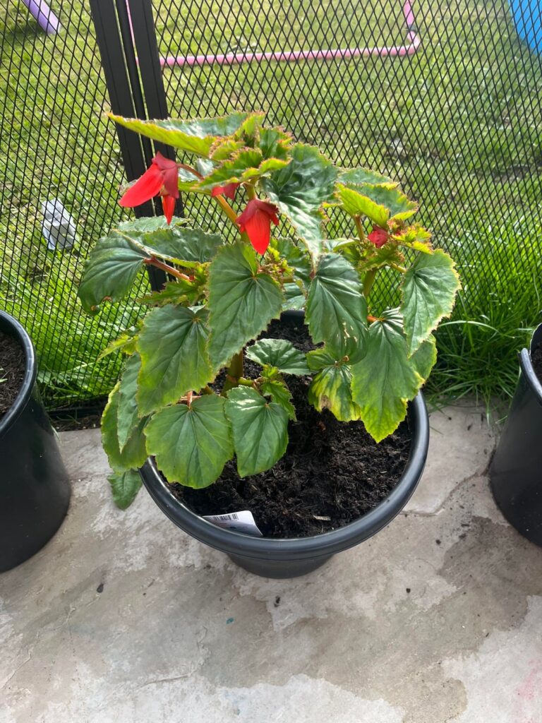 Begonia Begonia
