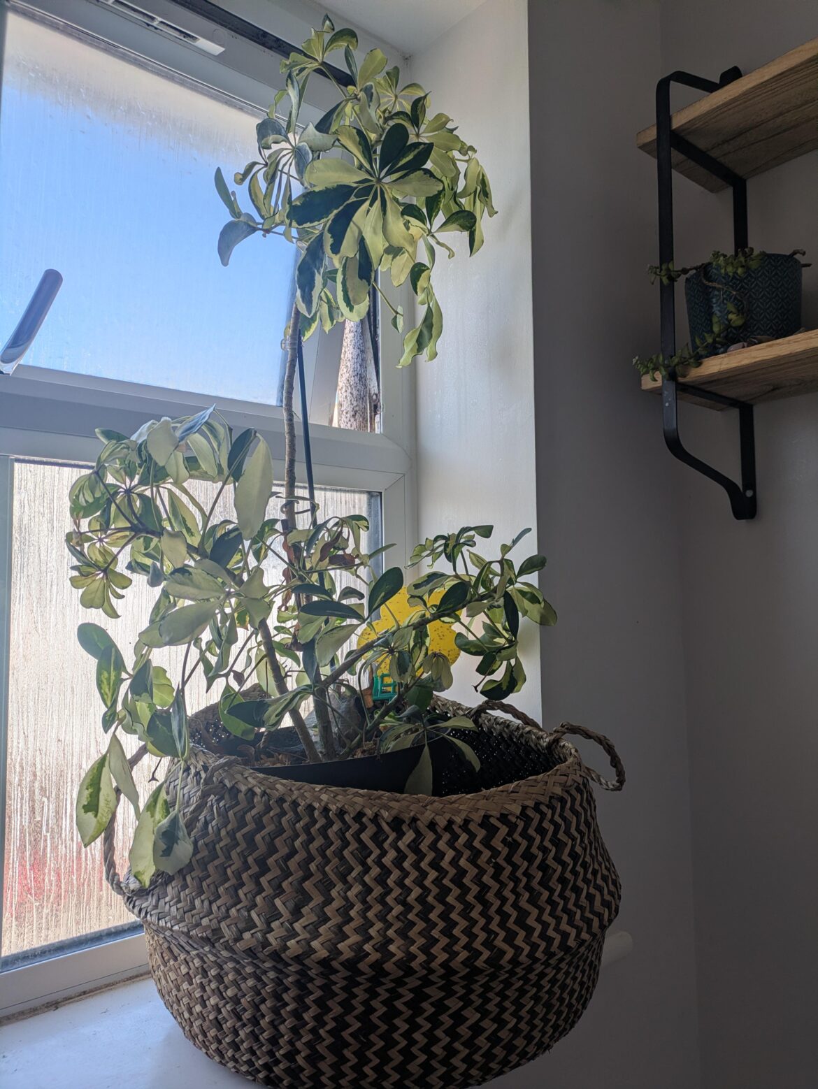 Advice on pruning my Umbrella Plant. Advice on pruning my Umbrella Plant.