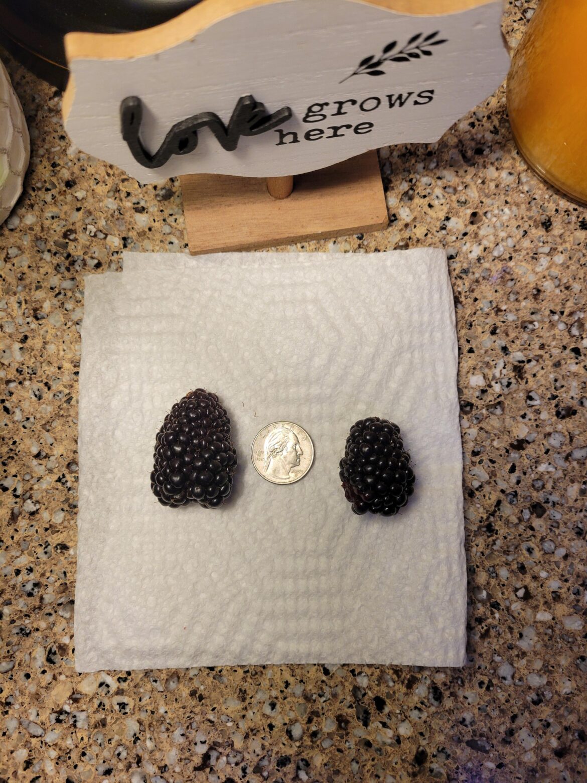 My blackberries are starting...