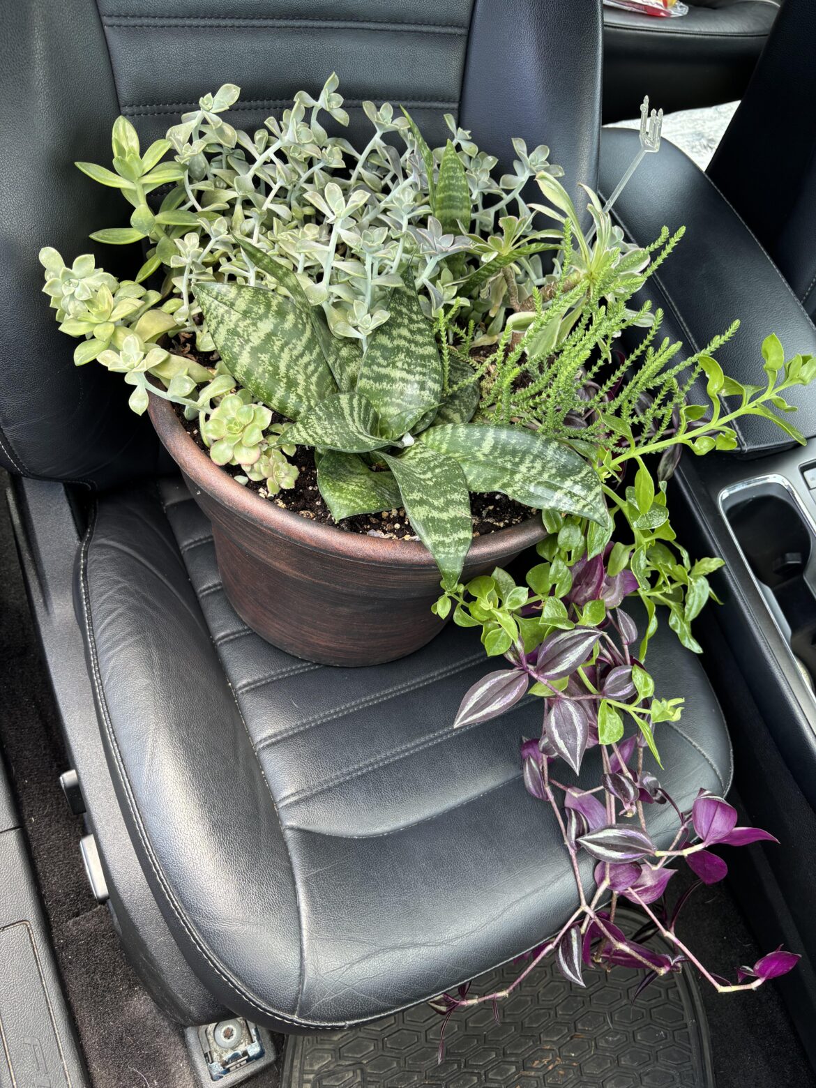 My daughter’s high school has a great botany program. Picked this up for $30 today. Gotta support the students.