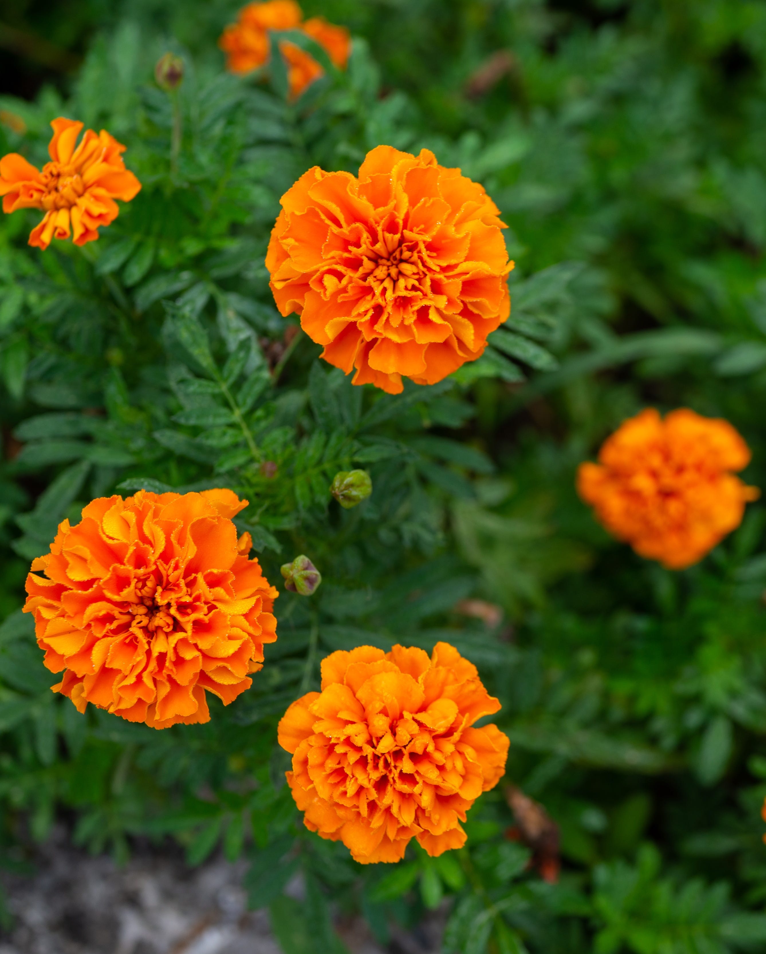 calendula