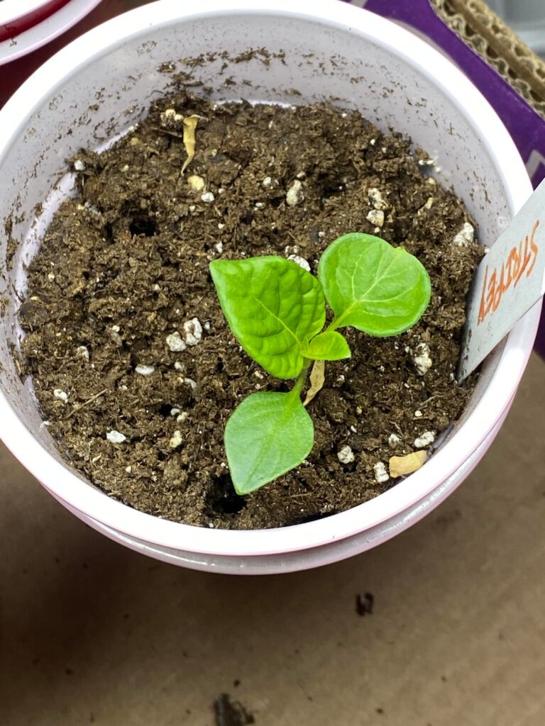 Each of my sugar rush stripey seedlings’ first true leaves are one spade leaf and one round leaf