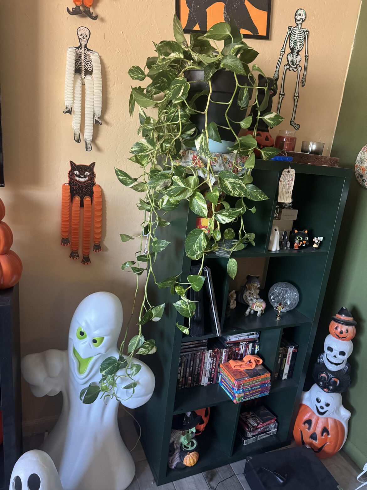 I had to move this from its hanging basket, it got way too long to maneuver it