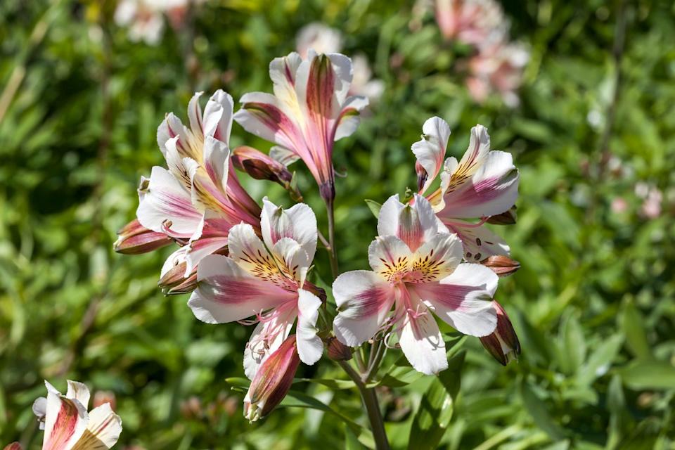 alstroemeria 'blushing bride' also known as peruvian lily