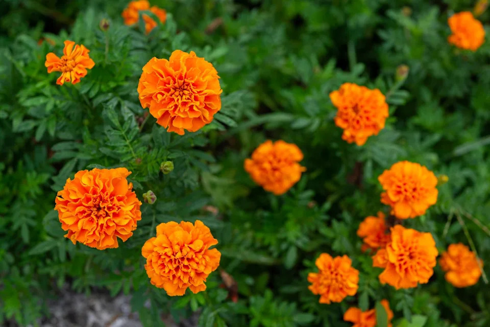 close up of marigold