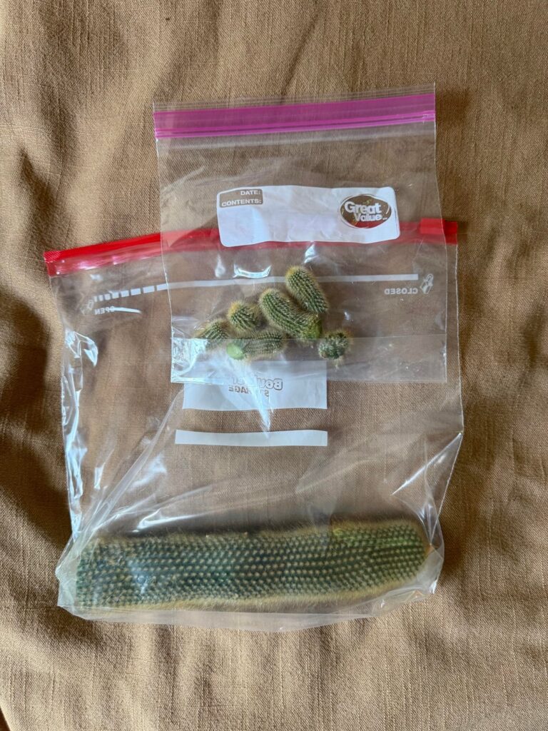 Cactus had mites :( How do I go about saving these pieces?