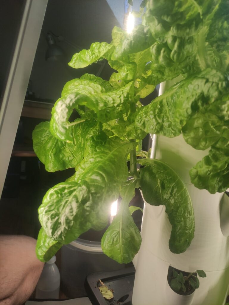 Salad Growth. Too little light?