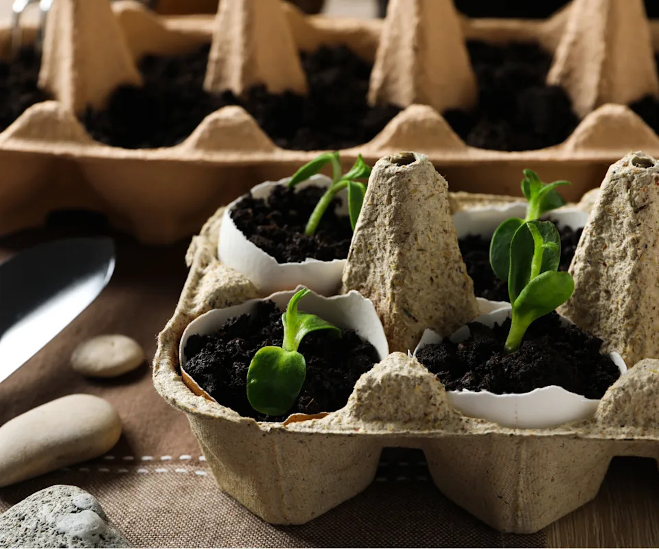 Eggshell pots with seedlings growing out of them