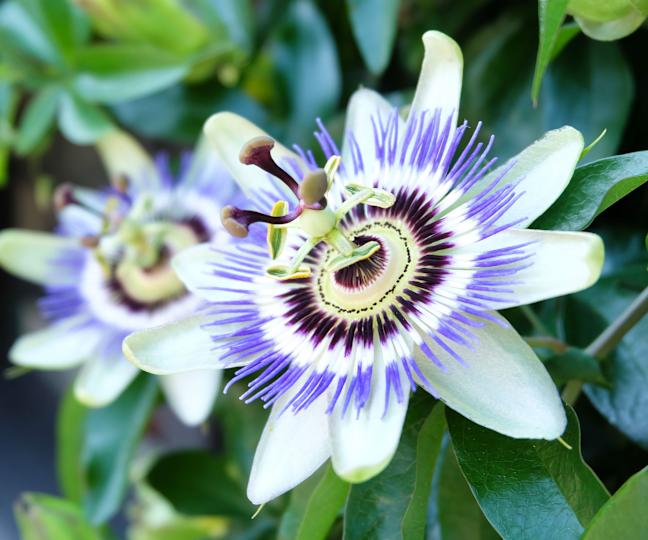 passionflower vine in full bloom
