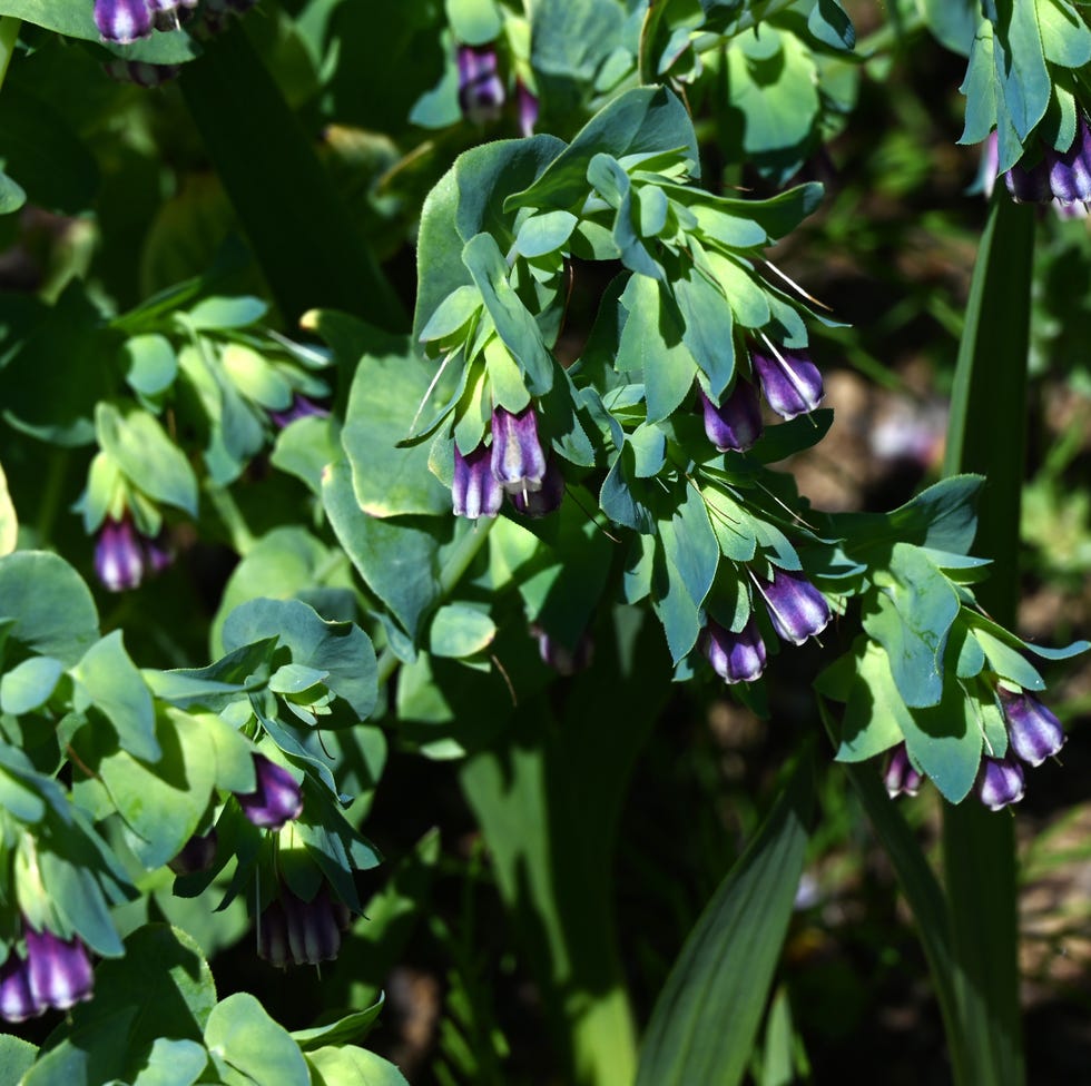 Cerinthe major (Honeywort) flowers. Annual plants of the Boraginaceae family native to Europe. cerinthe major (honeywort) flowers. annual plants of the boraginaceae family native to europe.