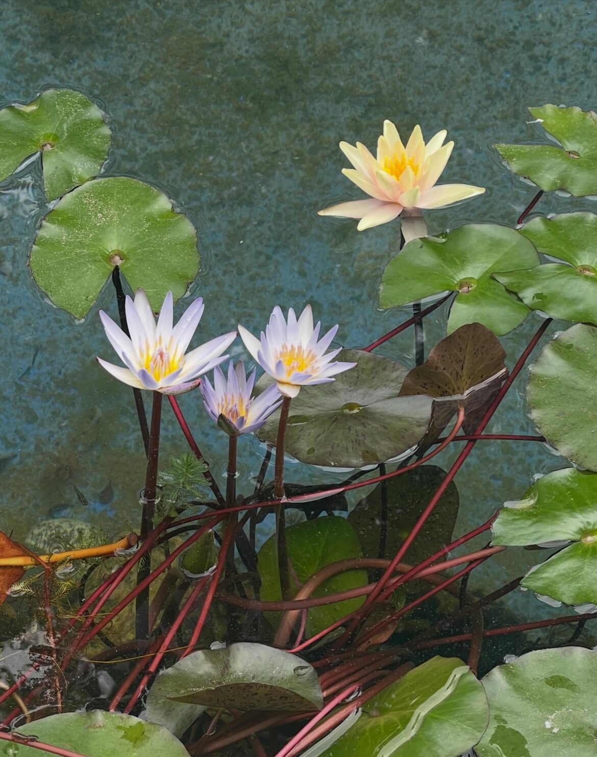 What’s the name of this flower 🪷