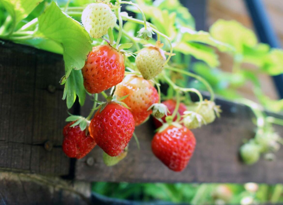 8 Plants You Should Never Grow Next to Strawberries, According to Experts