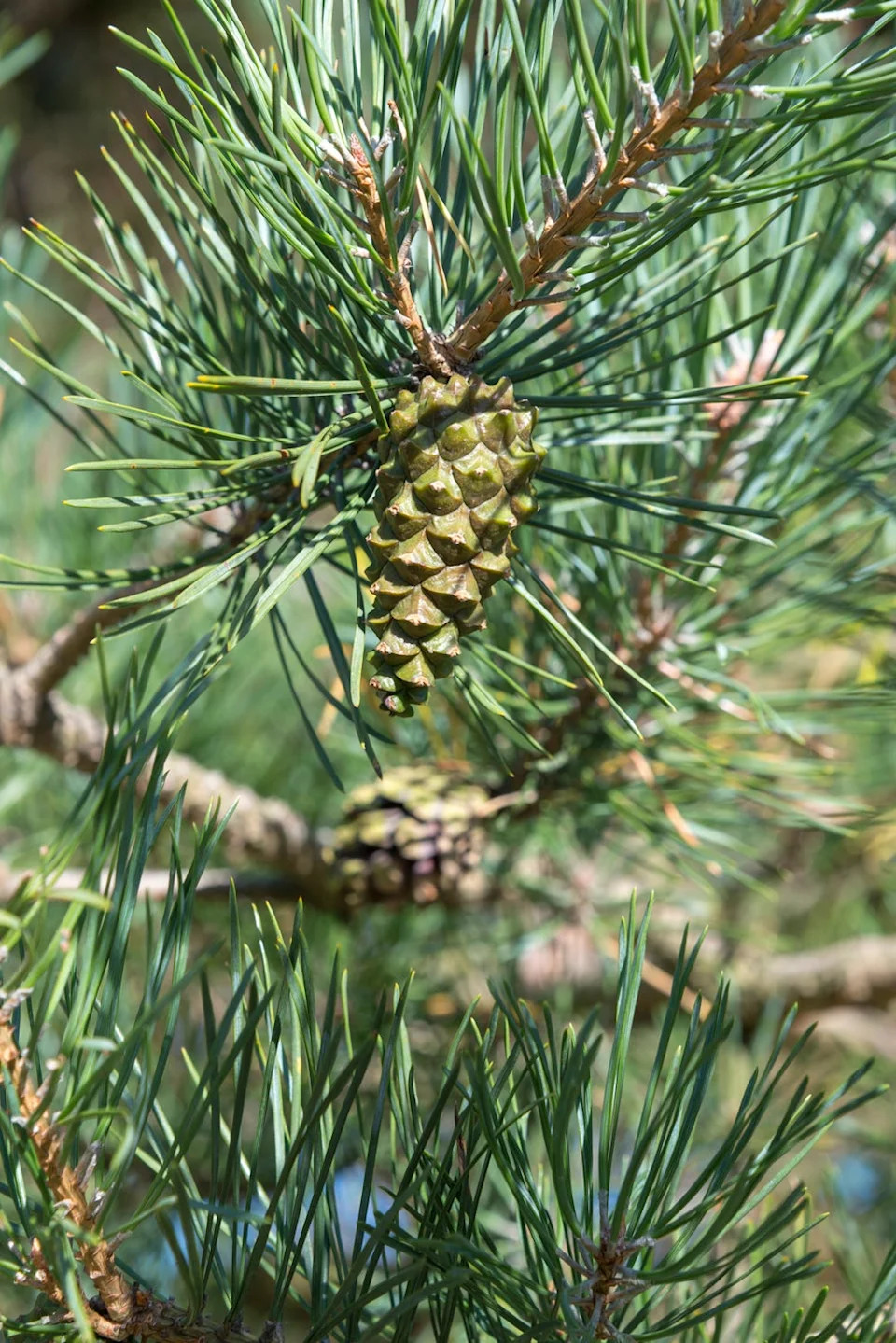 new green cone growing on the branch of a pinus sylvestris tree