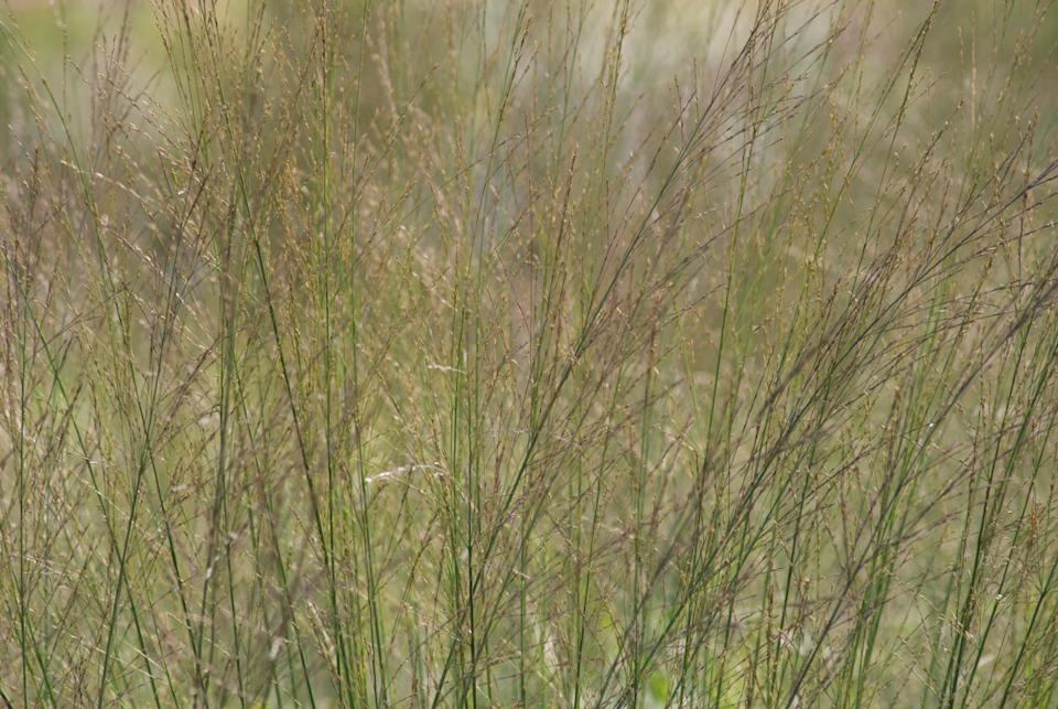 purple moor grass, molinia caerulea 'transparent'. (photo by flowerphotos/universal images group via getty images)