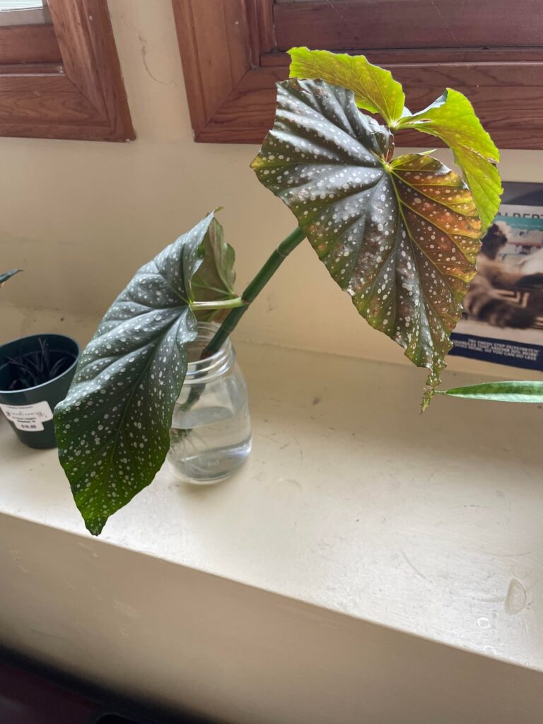 begonia help! begonia help!