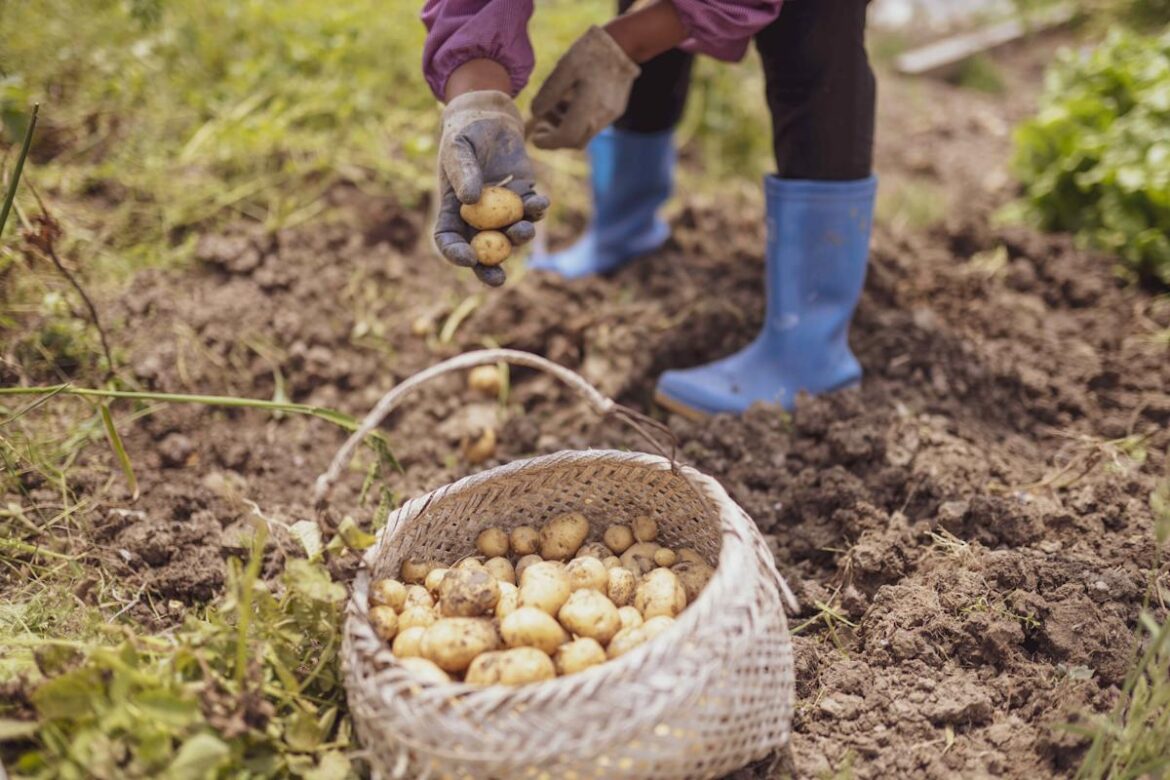 A Pro Gardener Shares 6 Lessons She Learned the Hard Way When Growing Potatoes for the First Time A Pro Gardener Shares 6 Lessons She Learned the Hard Way When Growing Potatoes for the First Time