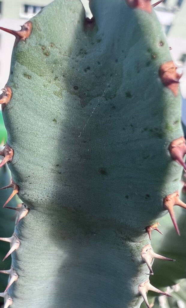 What kind of disease is that? (E. resinifera)