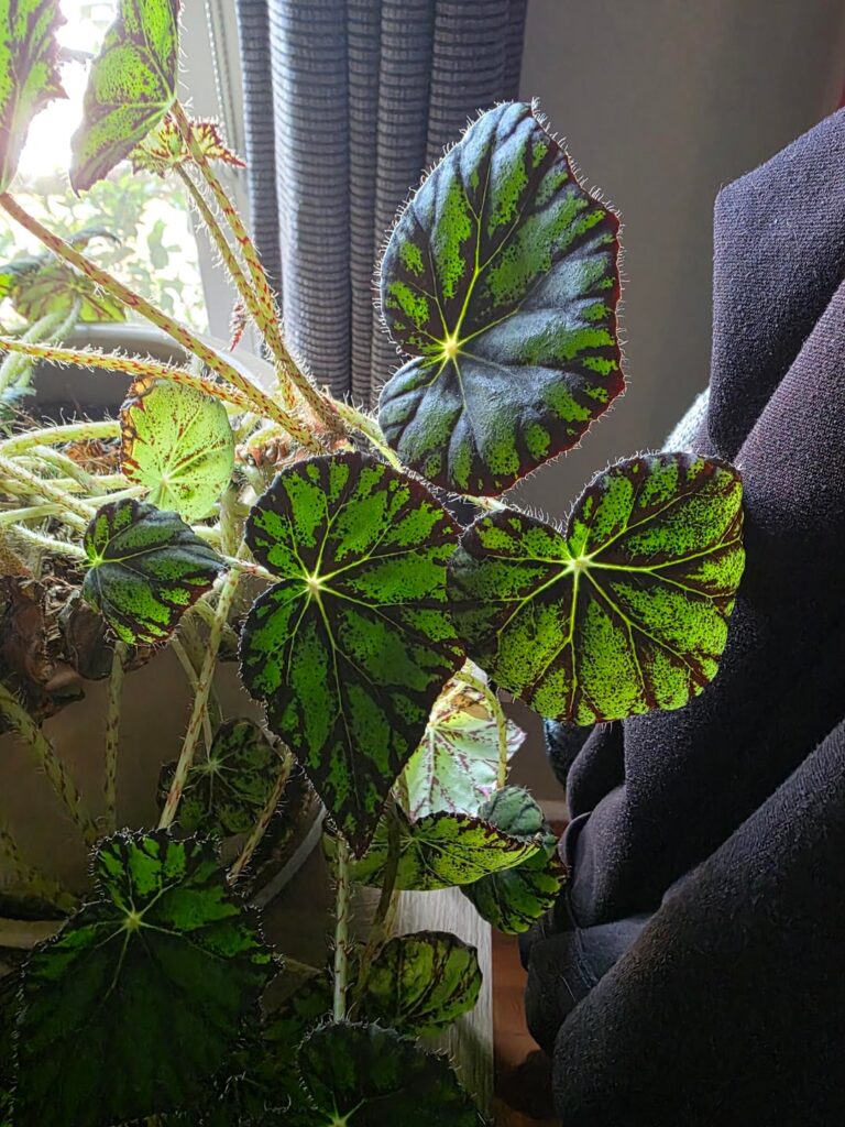 Begonia type