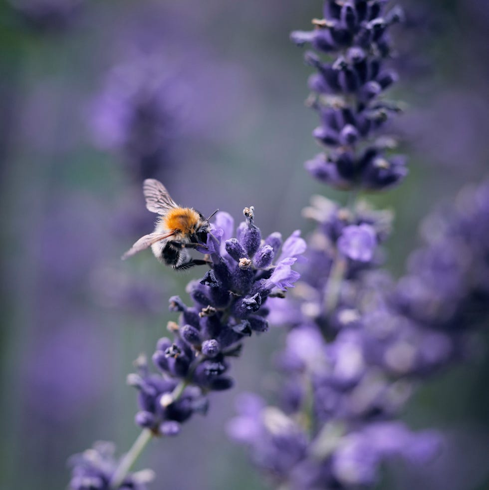 bee and lavender