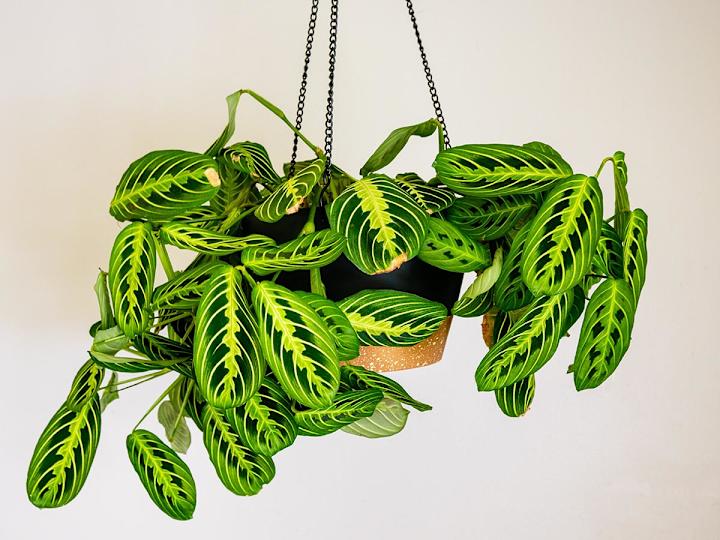 The Best Self-Watering Planter Options