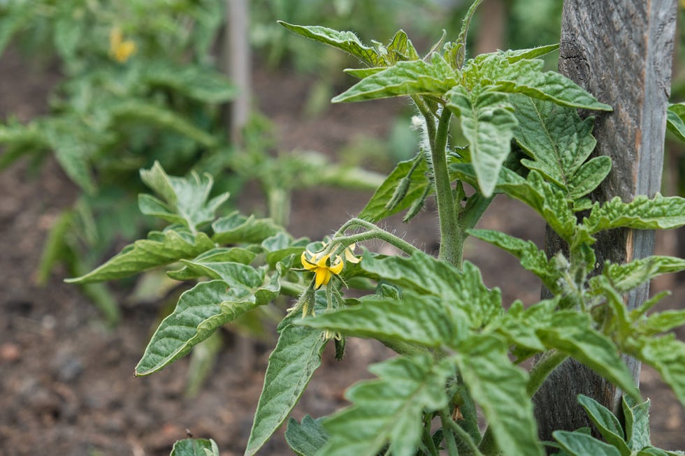 Young Tomato Seedlings Tied to a Wooden Peg Are in Flower and Growing in a Greenhouse. how deep should you plant tomatoes