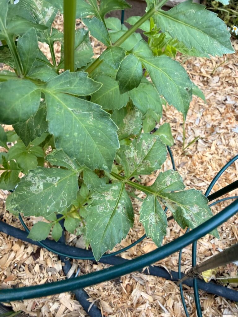 Is there anything to do about leaf miners?