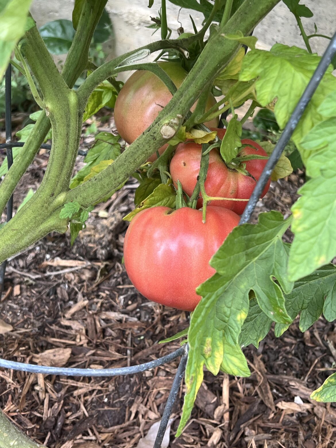 Cherokee Purple at the Ready