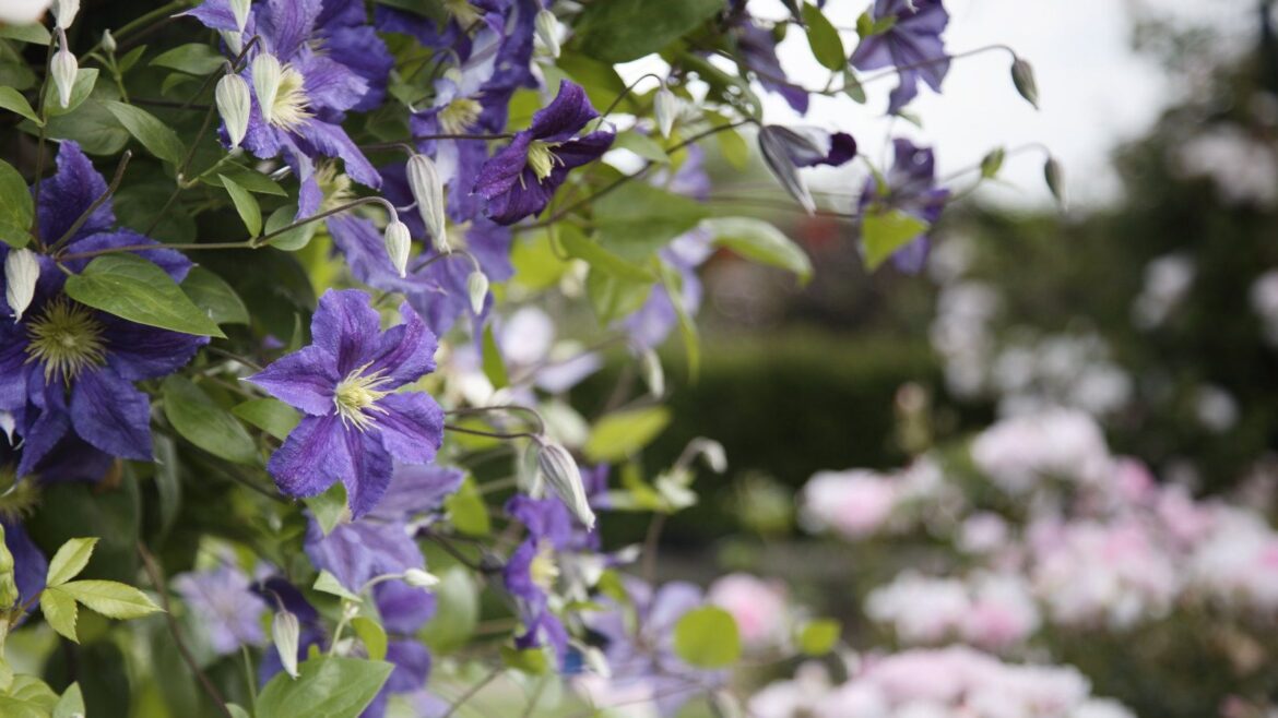 What to Do With Clematis in May: 5 Jobs for Better Summer Blooms Purple flowers with yellow centres on a blooming clematis plant in an ornamental garden