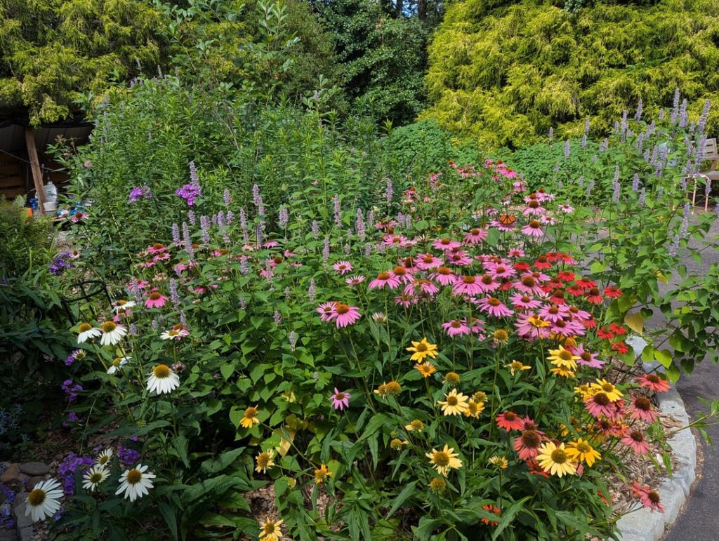 Are anyone else’s coneflowers not coming up? Are anyone else's coneflowers not coming up?